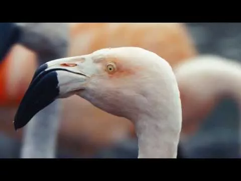 EMPEREUR - Rumours (Official Video)